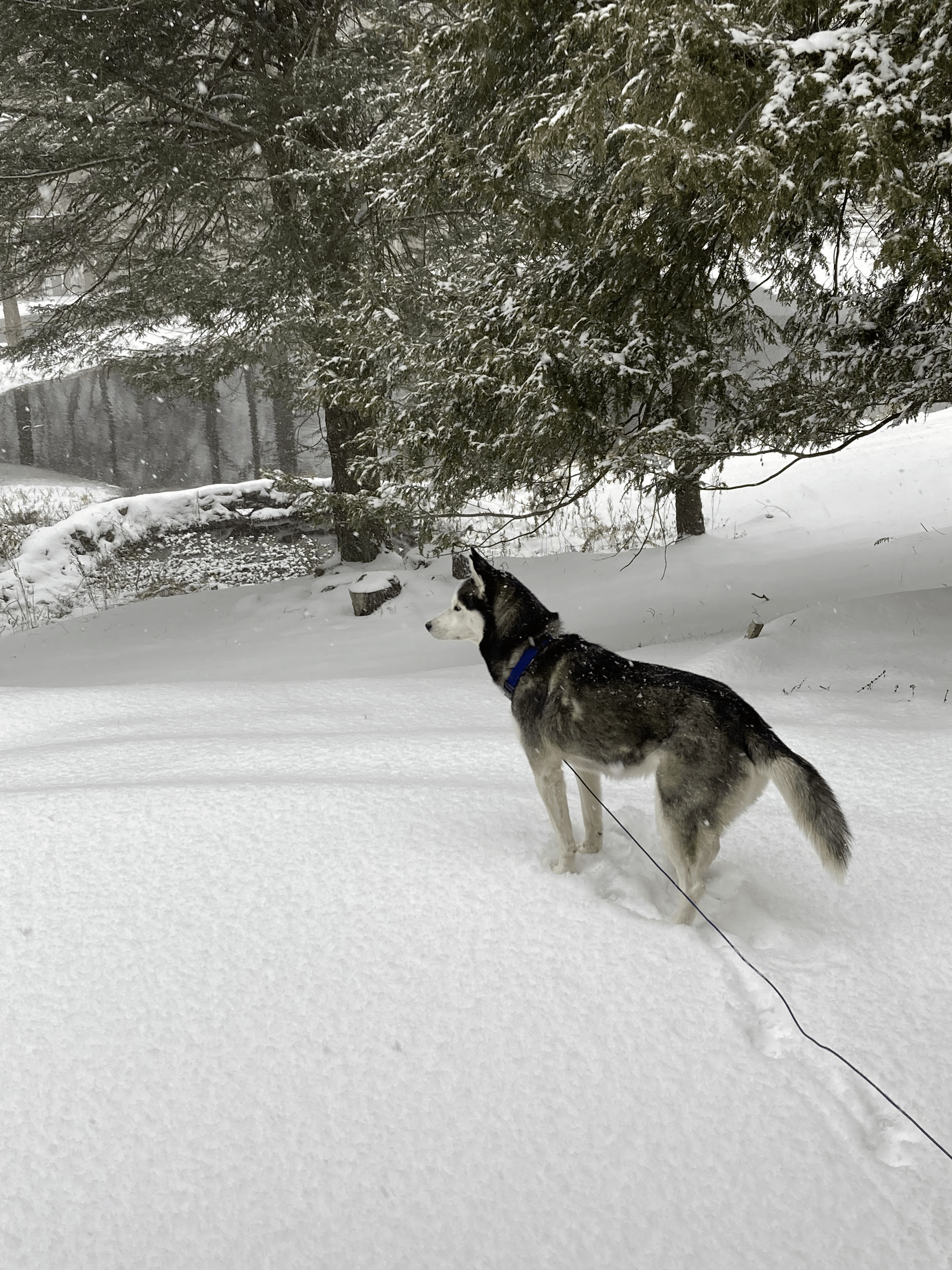 Husky